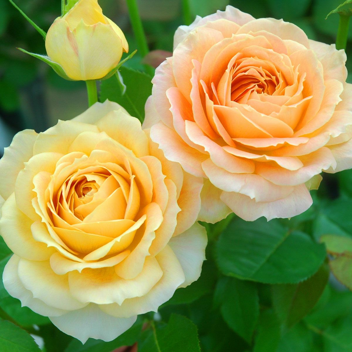 バラ苗 【キャラメルアンティーク】 (大苗) ハイブリッドティー