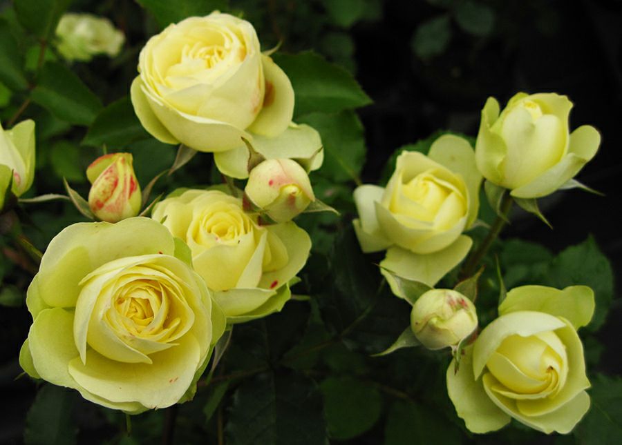 バラ苗クリーミーエデン