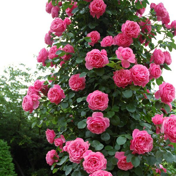 バラ苗 【レオナルドダビンチ】 (大苗) つるバラ 返り咲き 中輪 ピンク