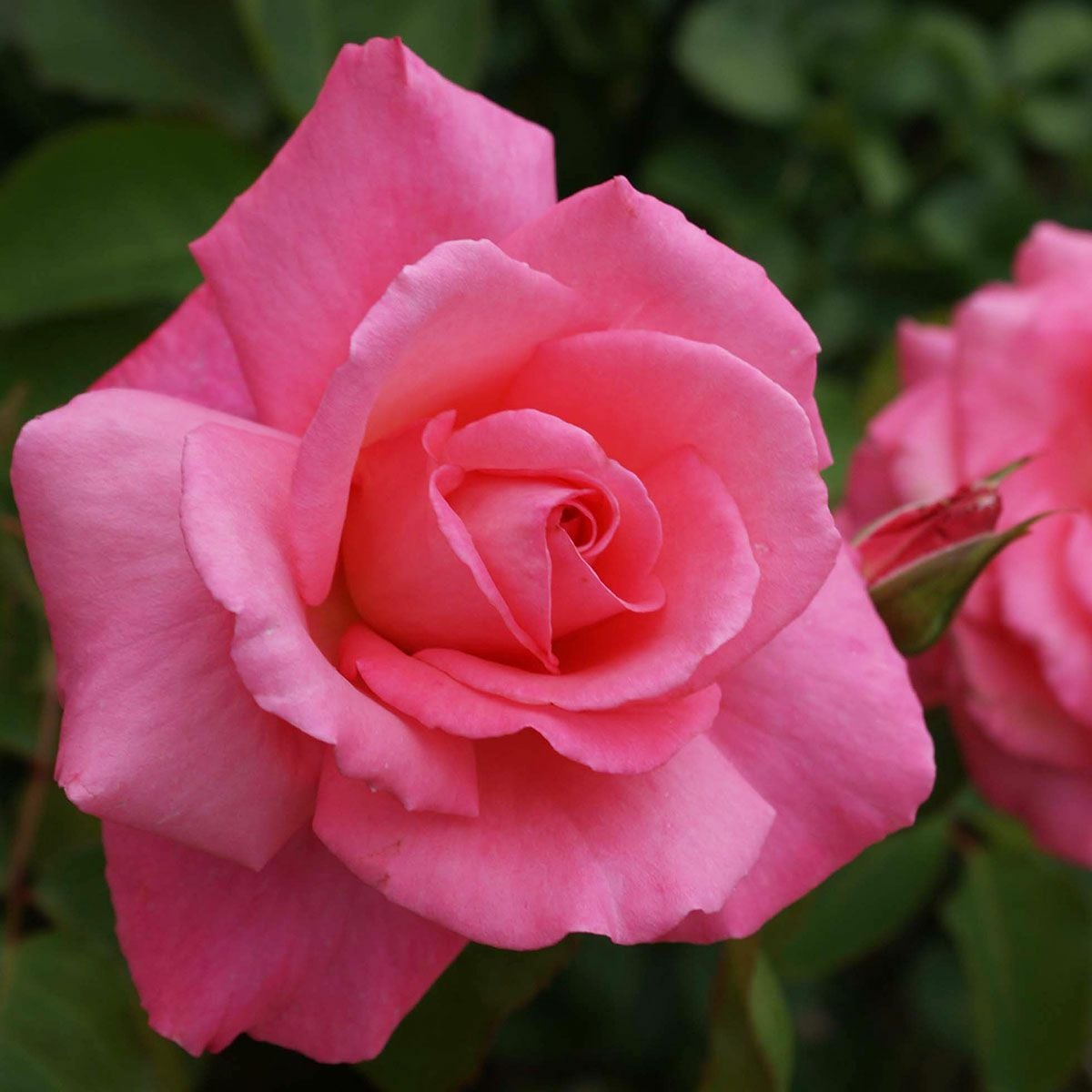 バラ苗 【芳純 (ほうじゅん)】 (大苗) ハイブリッドティー 四季咲き