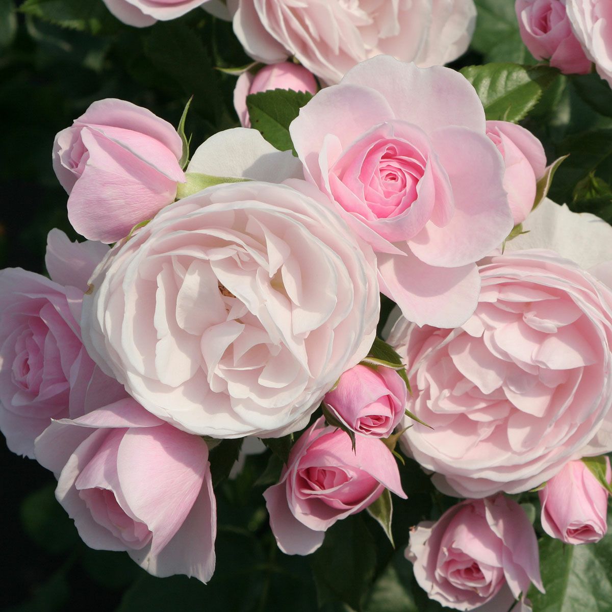 バラ苗 予約苗 バラ苗 【ハンスゲーネバイン】 (大苗) シュラブ 半つる性