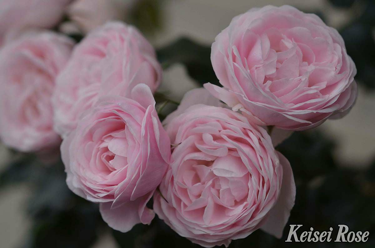 バラ苗ハンスゲーネバイン