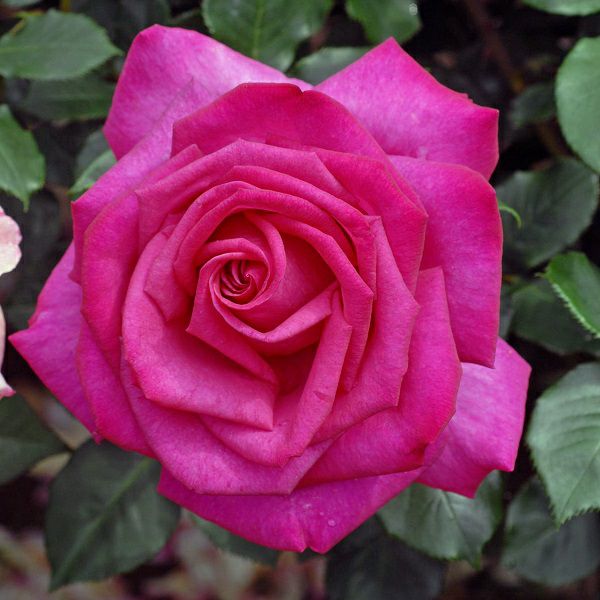 バラ苗パローレ