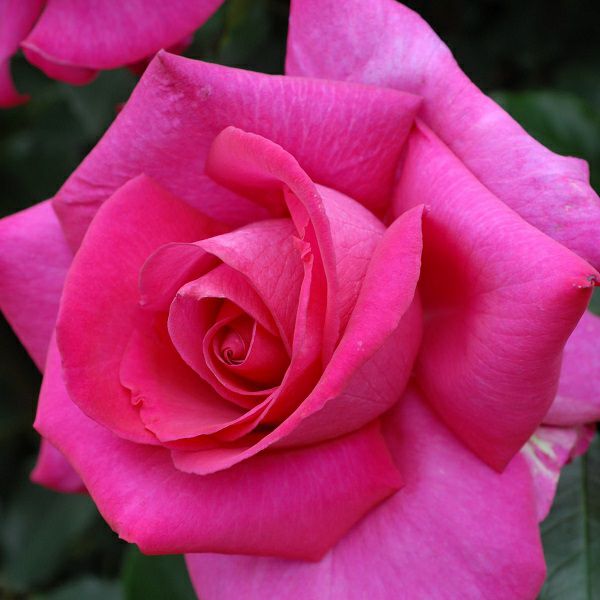 バラ苗パローレ