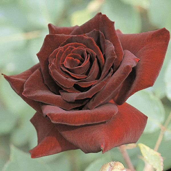 バラ苗 【黒真珠 (くろしんじゅ)】 (大苗) ハイブリッドティー