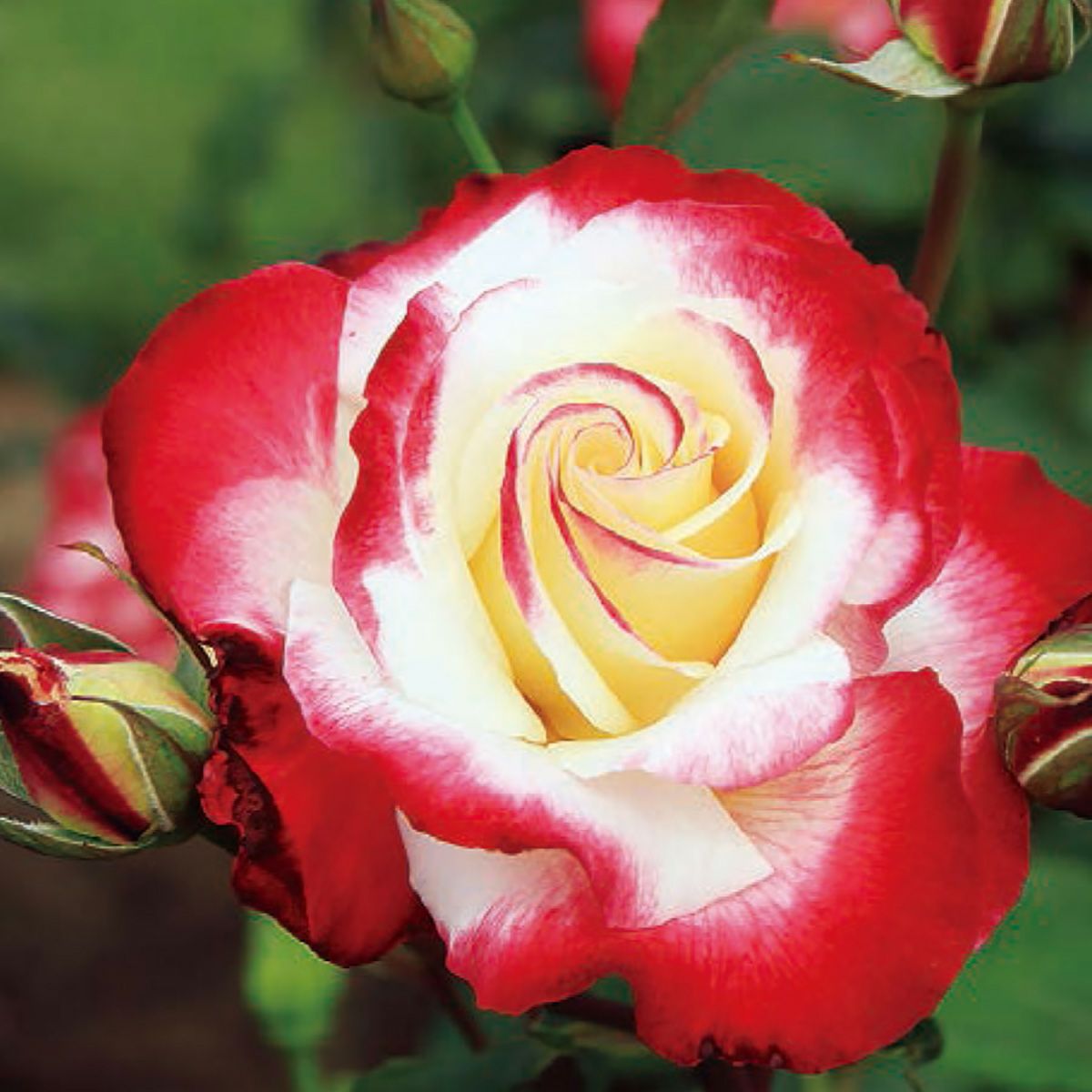 バラ苗 【ダブルディライト】 (大苗) ハイブリッドティー 四季咲き