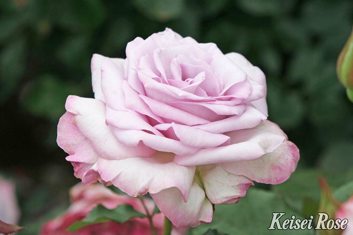 バラ苗ライラックビューティ