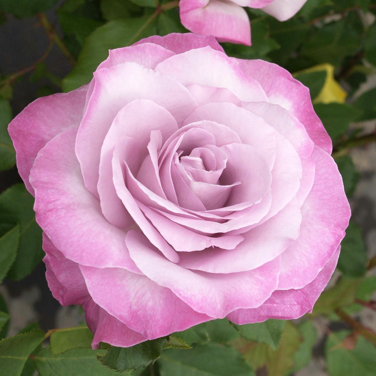 バラ苗 【ライラックビューティ】 (大苗) ハイブリッドティー 四季咲き