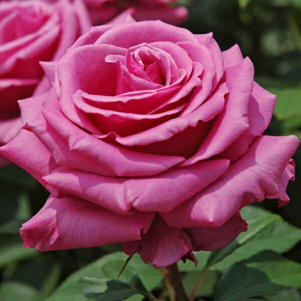 バラ苗ブルーパフューム