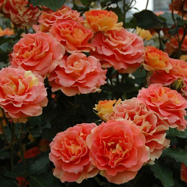 バラ苗 【ブラスバンド】 (大苗) フロリバンダ 四季咲き 中輪 複色系