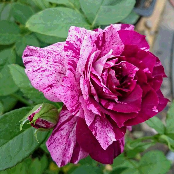 バラ　上海　苗③　パープルタイガー② バラ苗 【パープルタイガー】 (大苗) フロリバンダ 四季咲き 中輪 複色