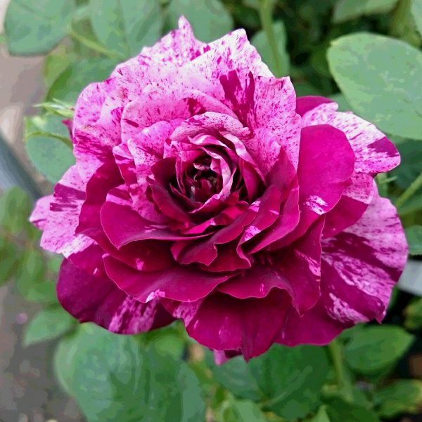 バラ苗パープルタイガー