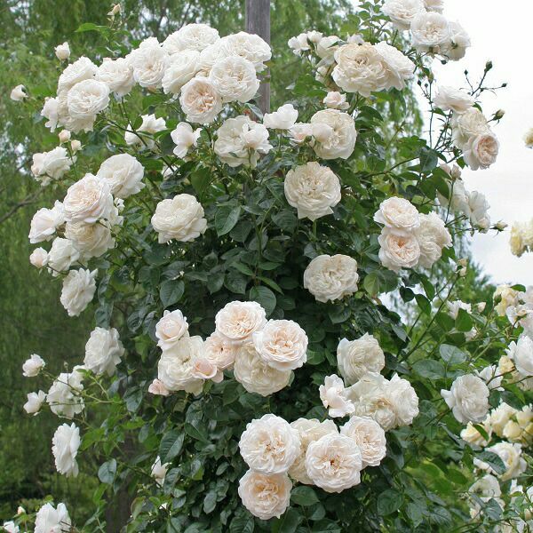 バラ苗サマーメモリーズ