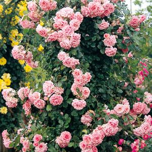 バラ苗 【ドリームウィーバー】 (大苗) つるバラ 四季咲き 中輪 ピンク