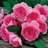 バラ苗 ローズポンパドゥール