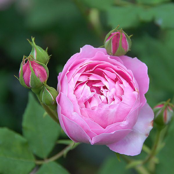 バラ苗ラレーヌヴィクトリア（ラレーヌビクトリア）