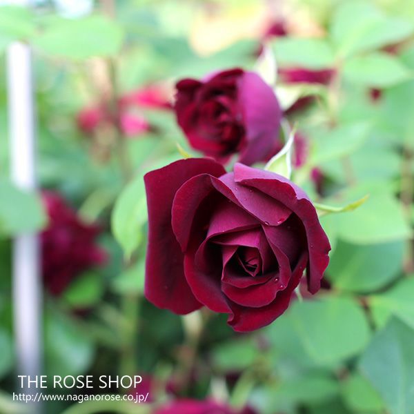 オールドローズ | THE ROSE SHOP｜バラ専門店 ザローズショップ 本店