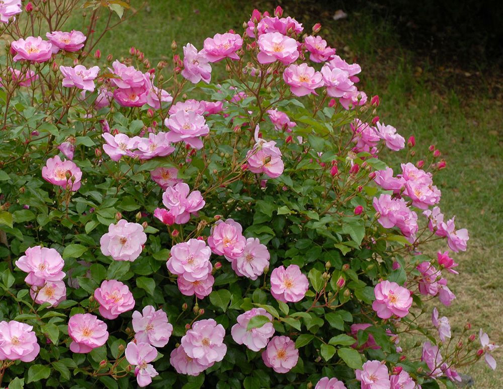 バラ苗ラベンダーメイディランド