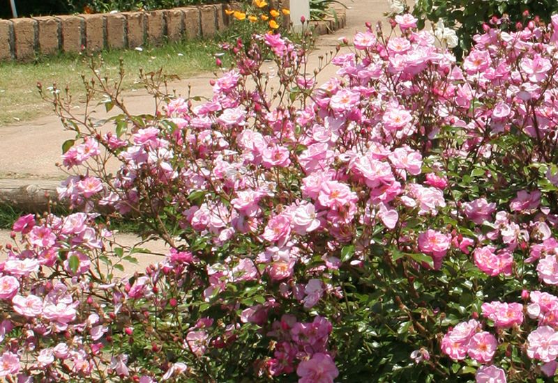 バラ苗ラベンダーメイディランド