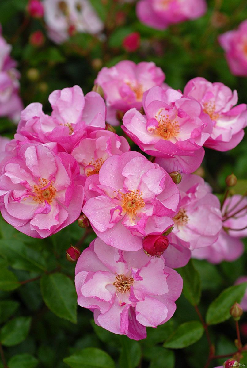 バラ苗ラベンダーメイディランド