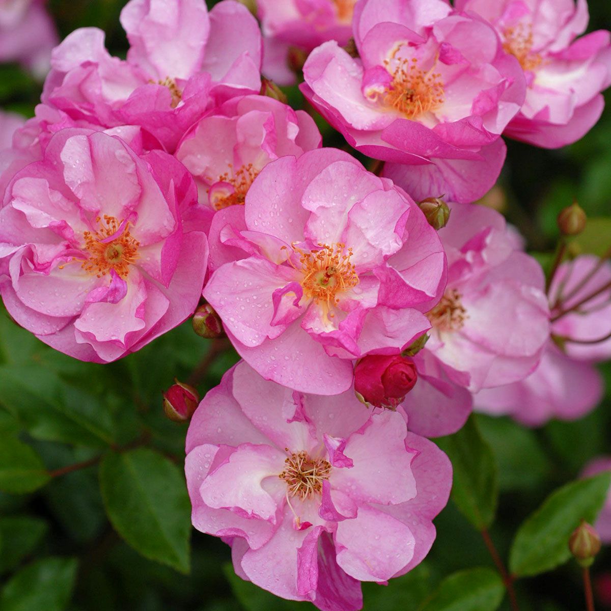 バラ苗ラベンダーメイディランド