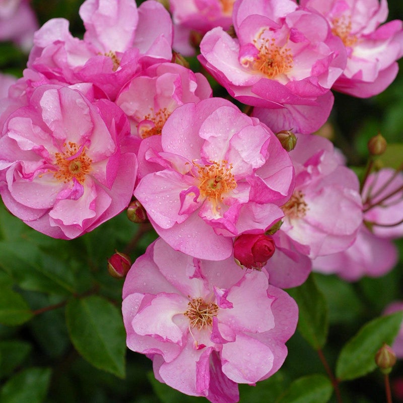 バラ苗ラベンダーメイディランド