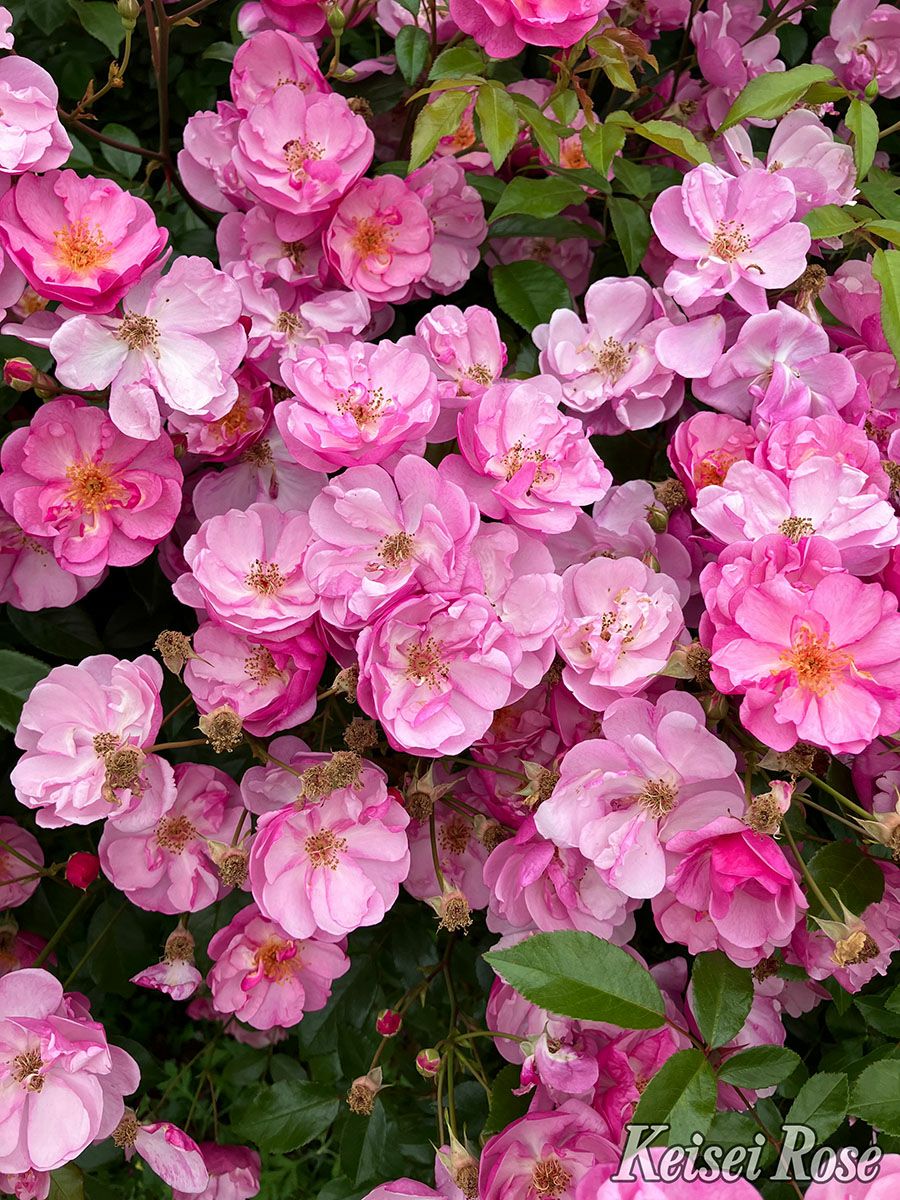 バラ苗ラベンダーメイディランド