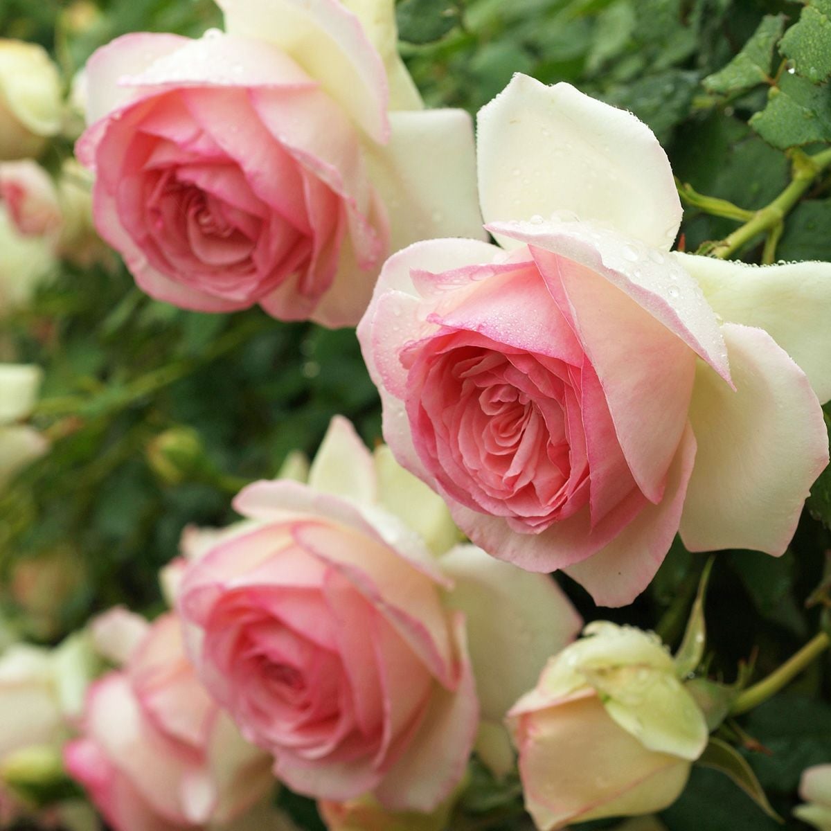 予約苗 バラ苗 【ピエールドゥロンサール】 (新苗) つるバラ 返り咲き