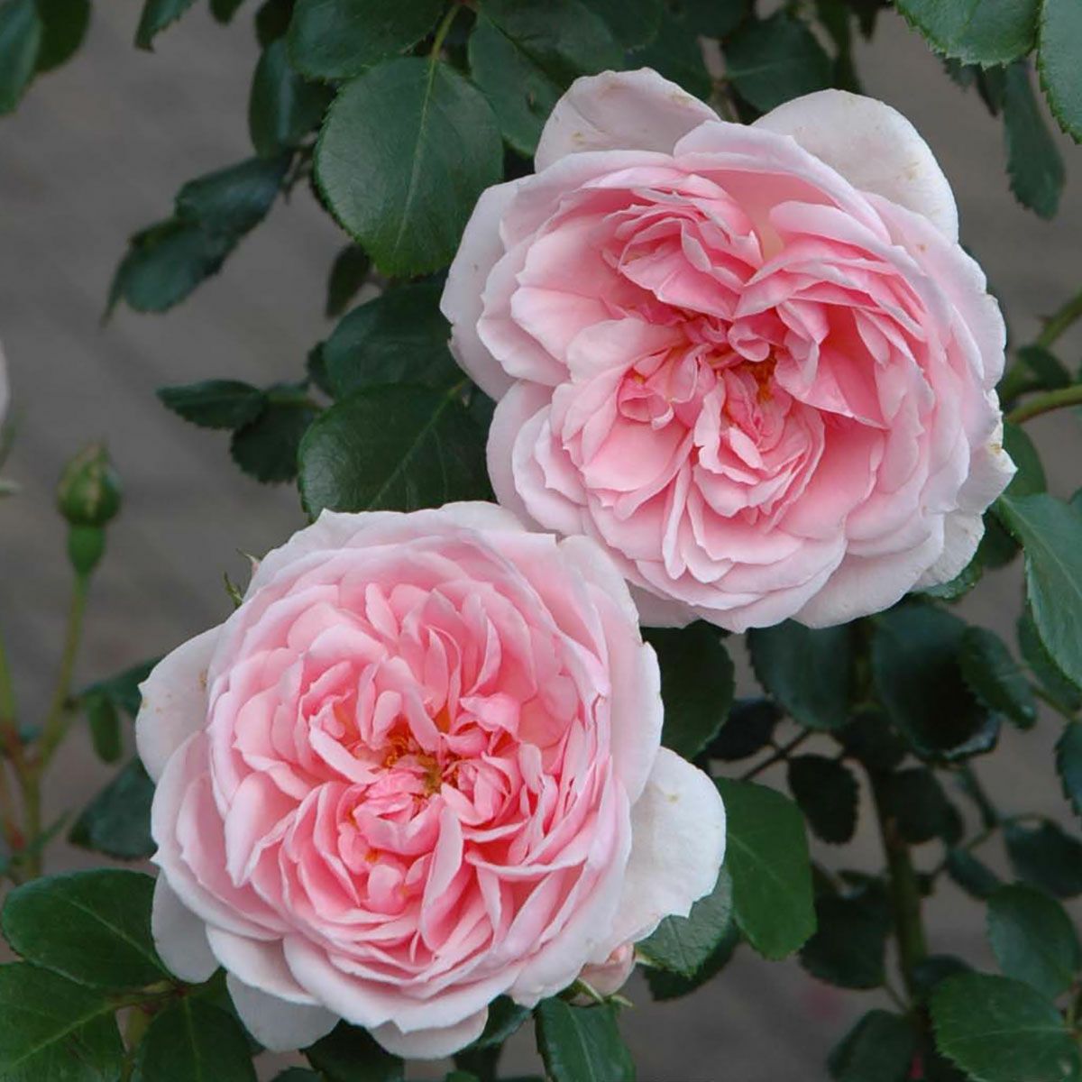 予約苗 バラ苗 【シンデレラ】 (新苗) つるバラ 四季咲き 中輪 ピンク