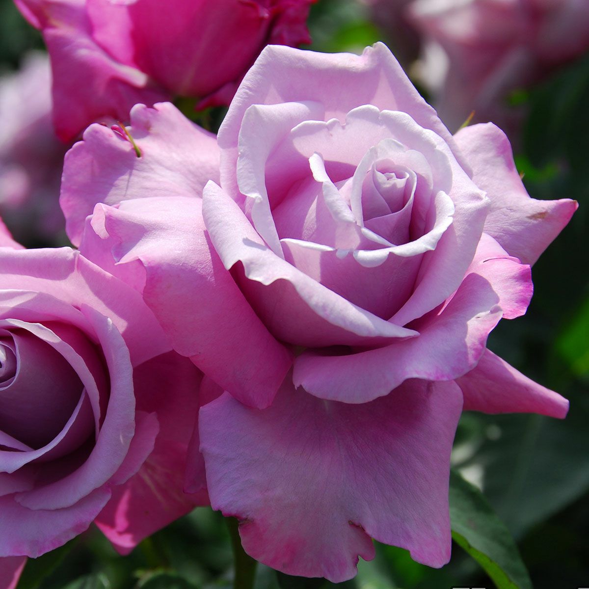 予約苗 バラ苗 【シャルルドゴール】 (新苗) ハイブリッドティー