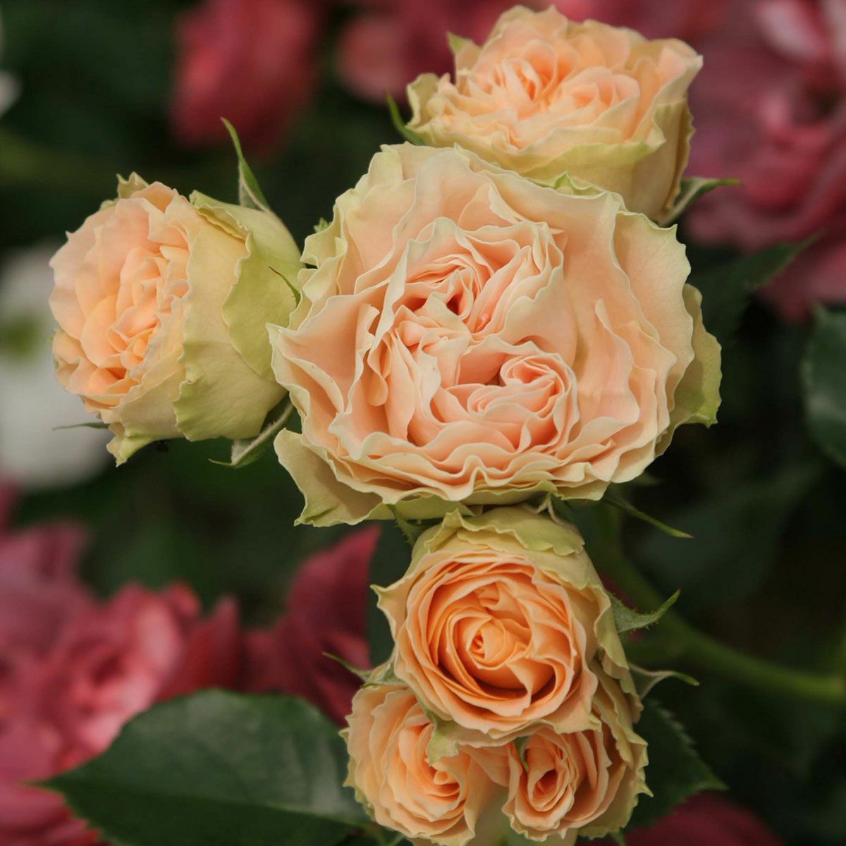 バラ苗 【アンティークレース】 (新苗植え替え) フロリバンダ 四季咲き