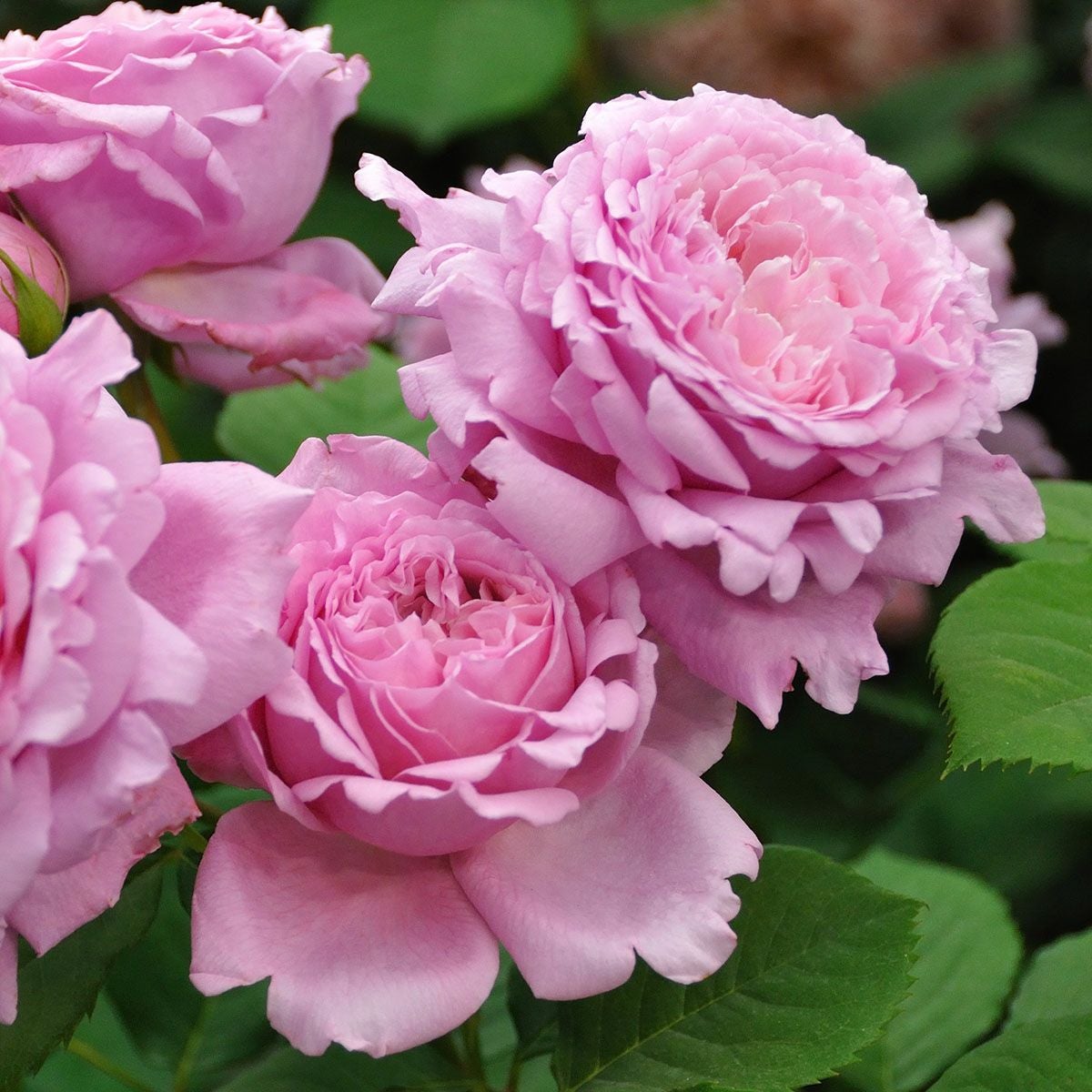 初めての方におすすめ育てやすいバラ(強健種) | THE ROSE SHOP｜バラ