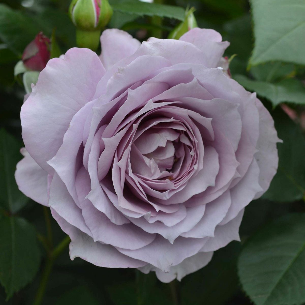 予約苗 バラ苗 【ノヴァーリス】 (大苗裸苗) ハイブリッドティー