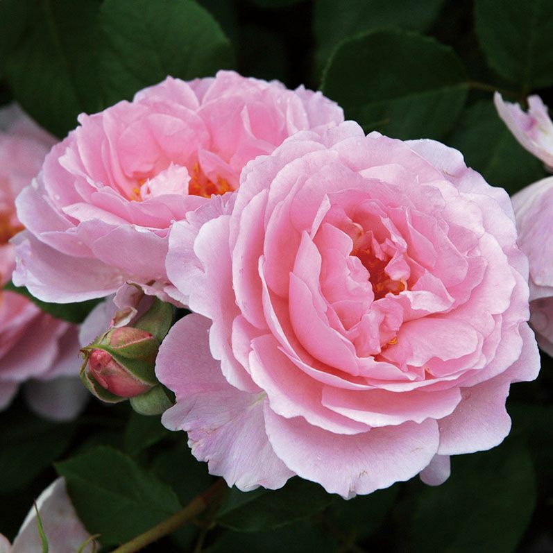 バラ苗 【夢香 (ゆめか)】 (大苗) フロリバンダ 四季咲き 中輪 ピンク