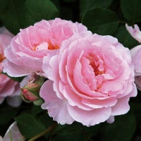 バラ苗夢香（ゆめか）