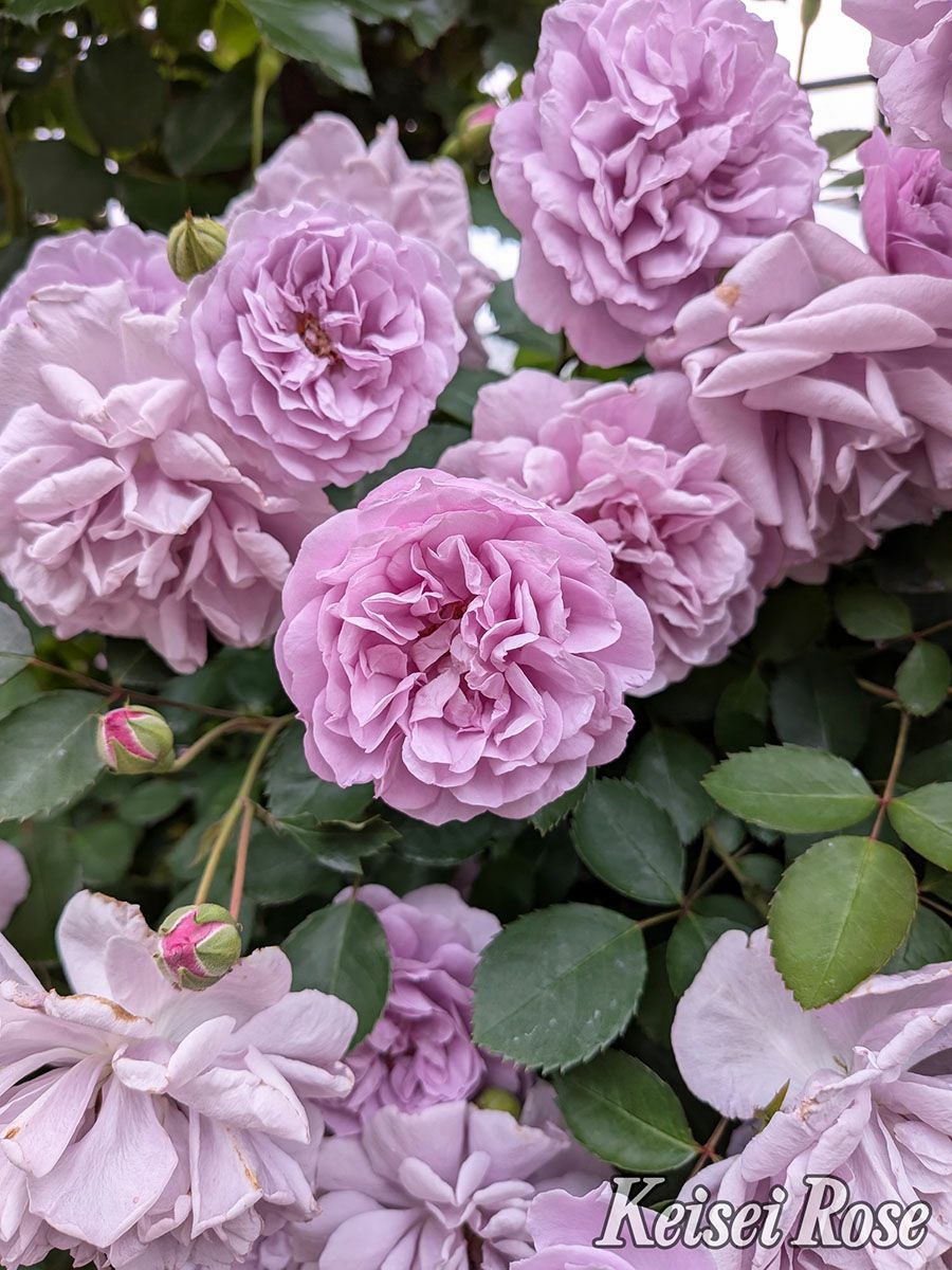 バラ苗レイニーブルー