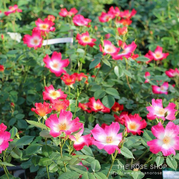 バラ苗カクテル