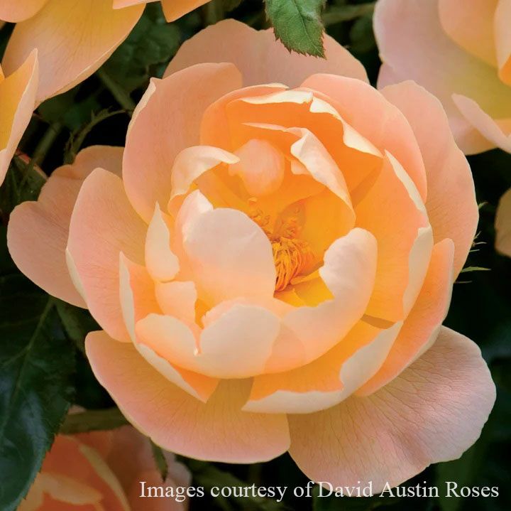 バラ苗ザラークアセンディング