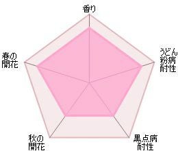 バラ苗ジェントルハーマイオニー