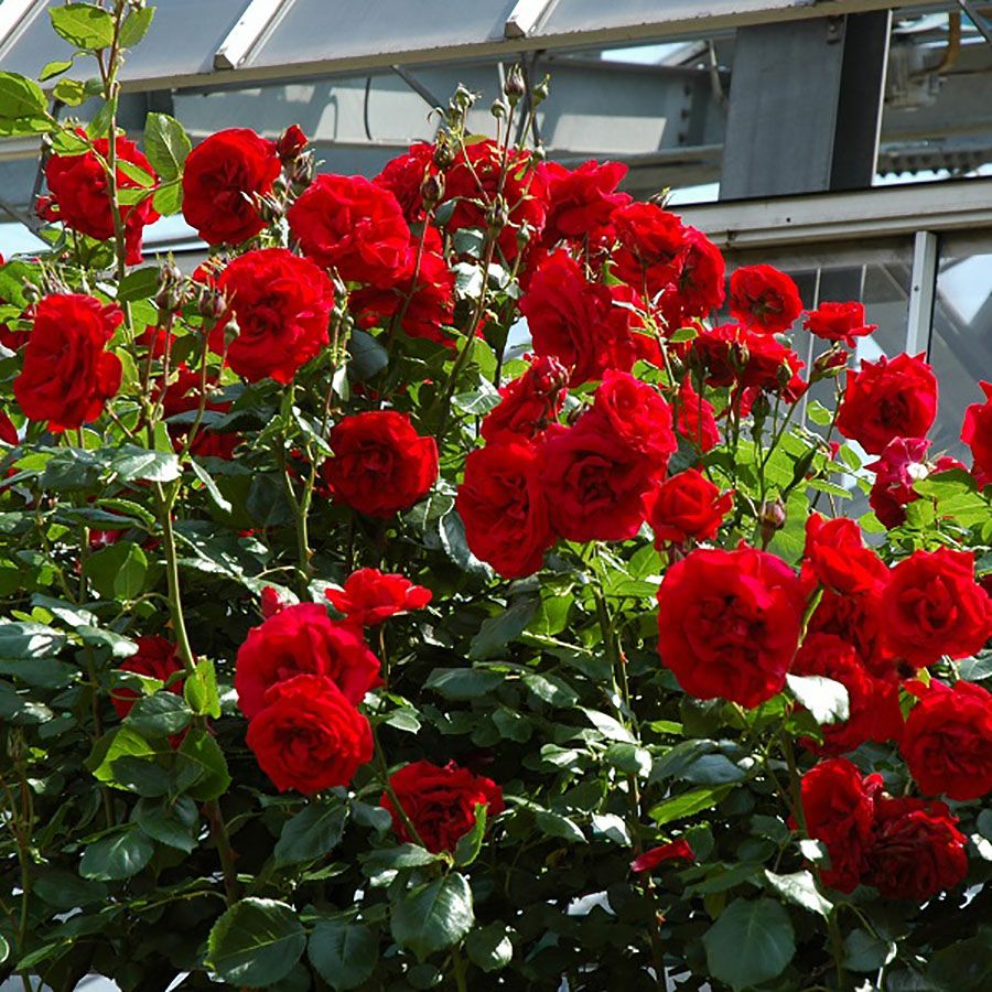 予約苗 バラ苗 【ウルメールムンスター】 (新苗) つるバラ 四季咲き