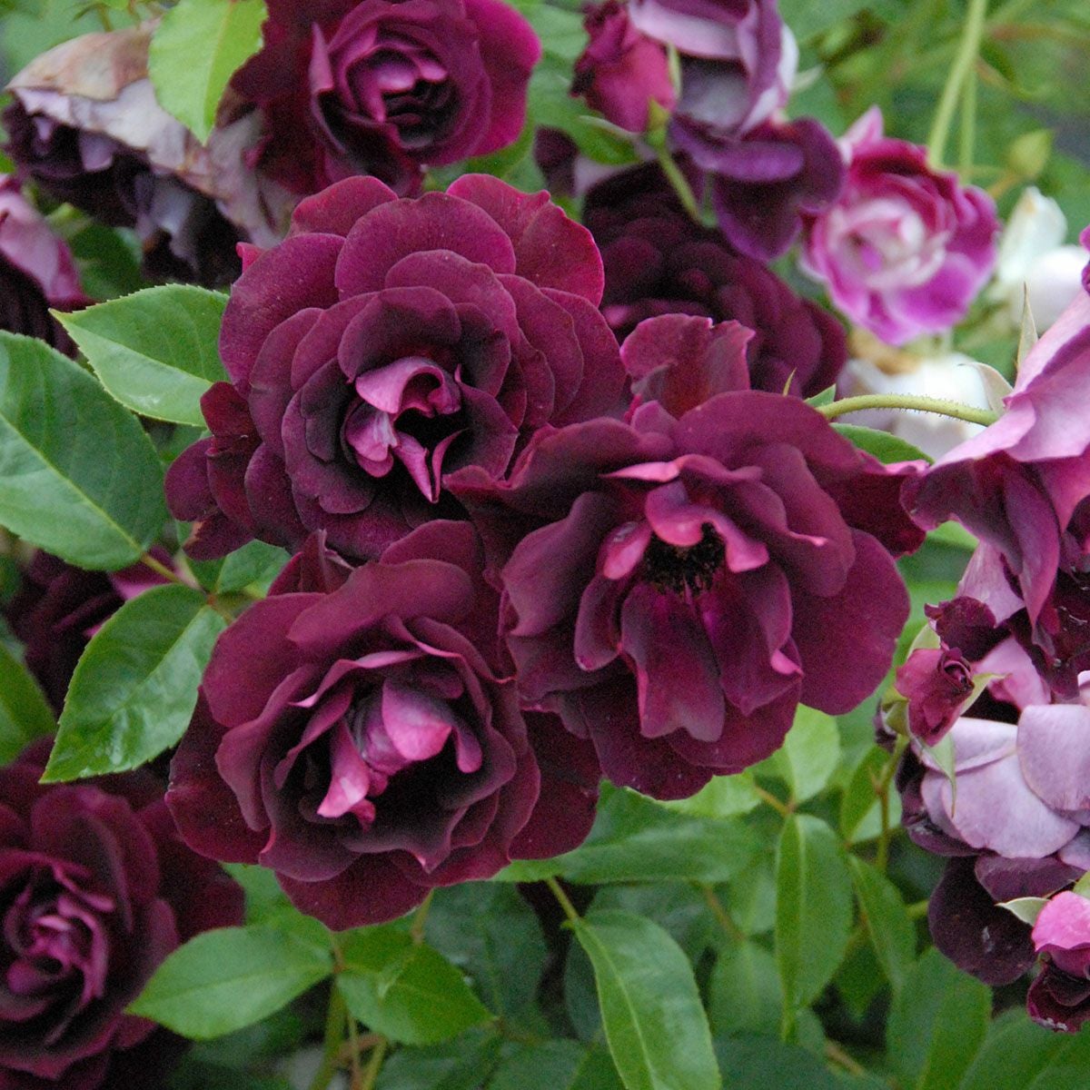 バラ苗 【バーガンディアイスバーグ】 (大苗) フロリバンダ 四季咲き