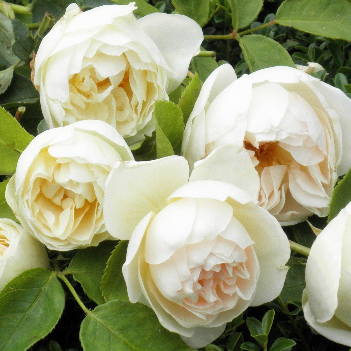 予約苗 バラ苗 【ラプティットポワール】 (新苗) フロリバンダ