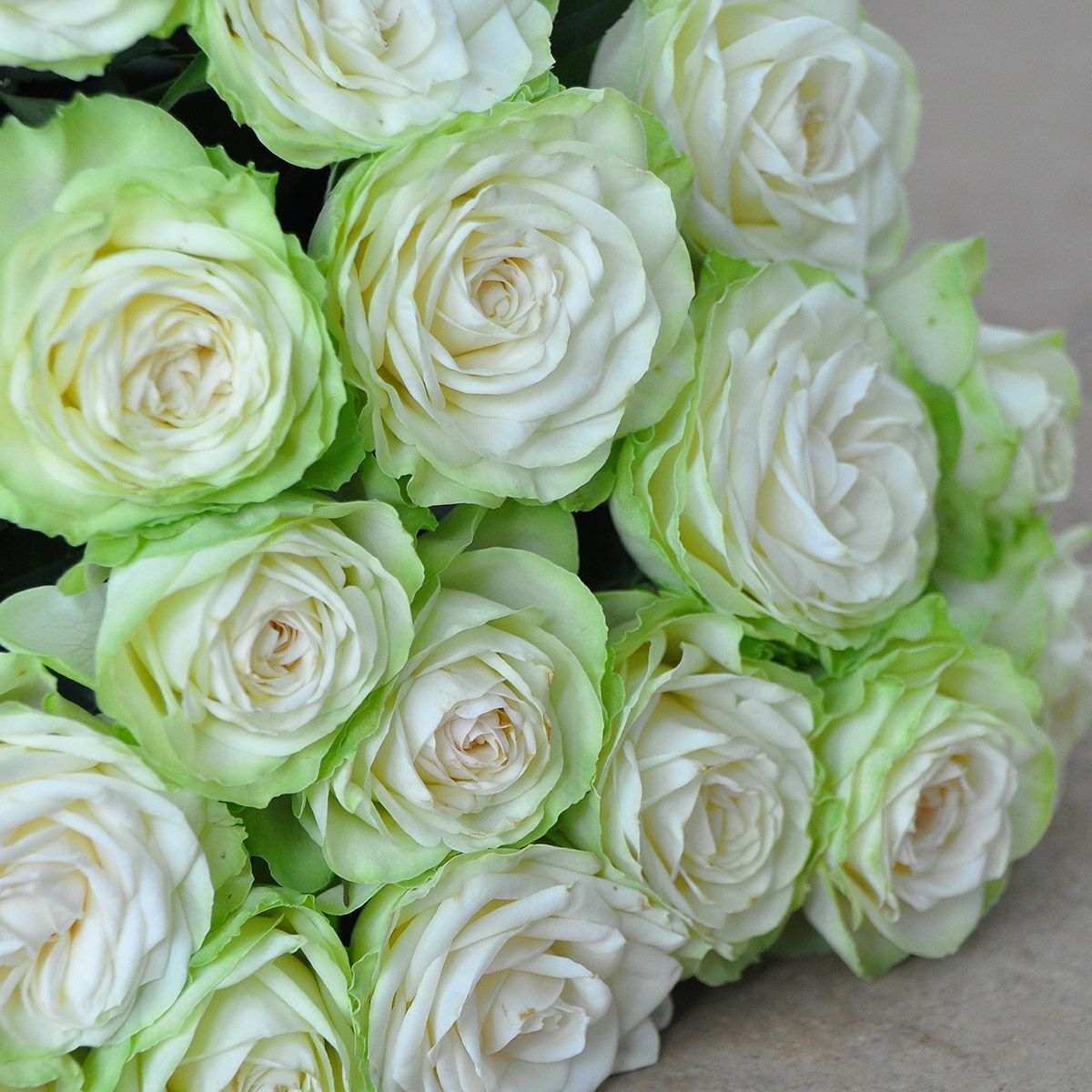 予約苗 バラ苗 【わかな】 (新苗) ハイブリッドティー 四季咲き 中輪