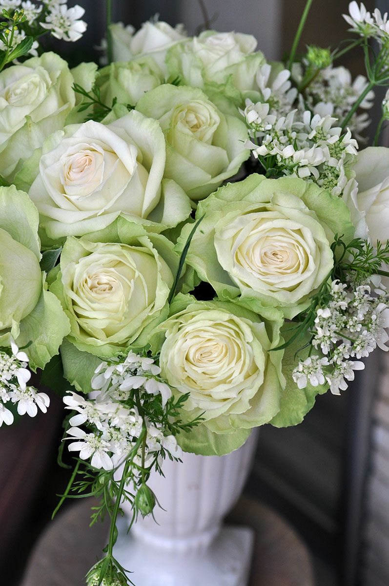 バラ苗ワカナ（わかな）