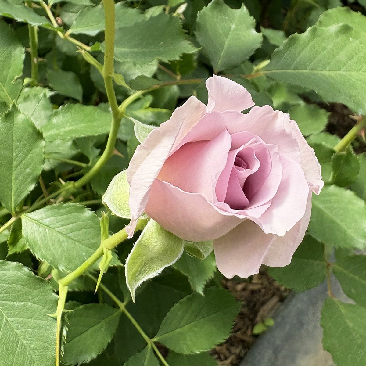 バラ苗ニューウェーブ