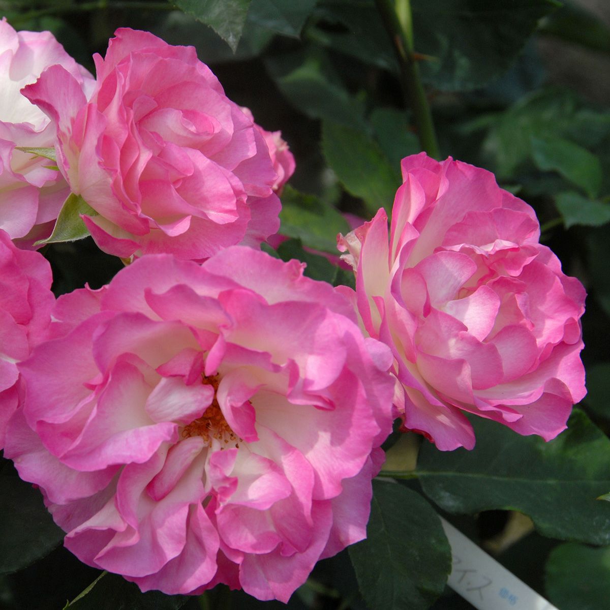 予約苗 バラ苗 【ストロベリーアイス】 (新苗) フロリバンダ 四季咲き