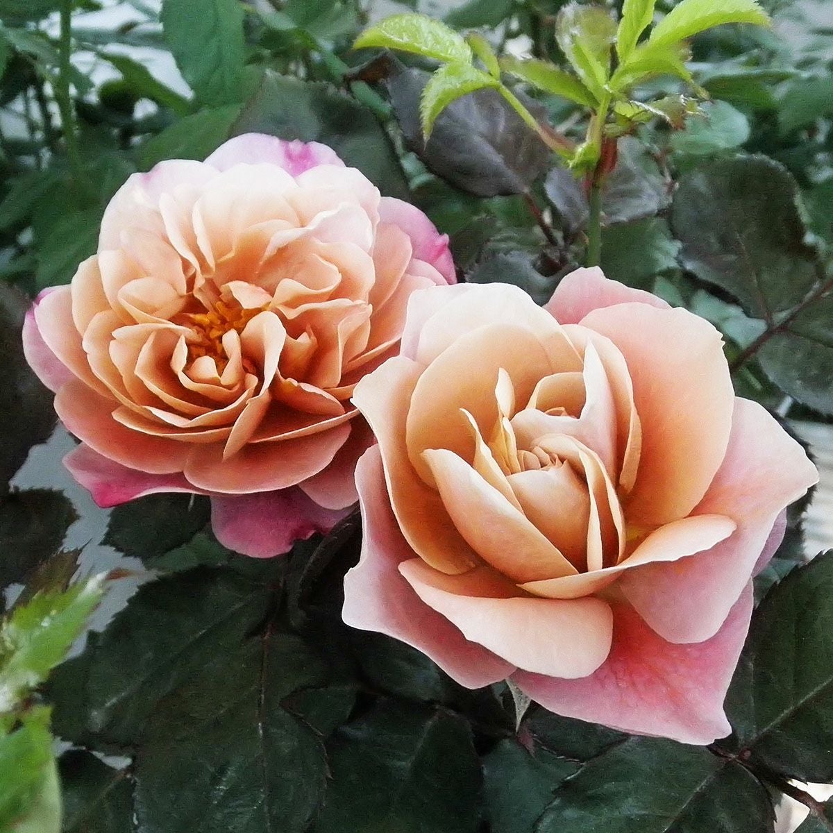 予約苗 バラ苗 【ディスタントドラムス】 (新苗) フロリバンダ