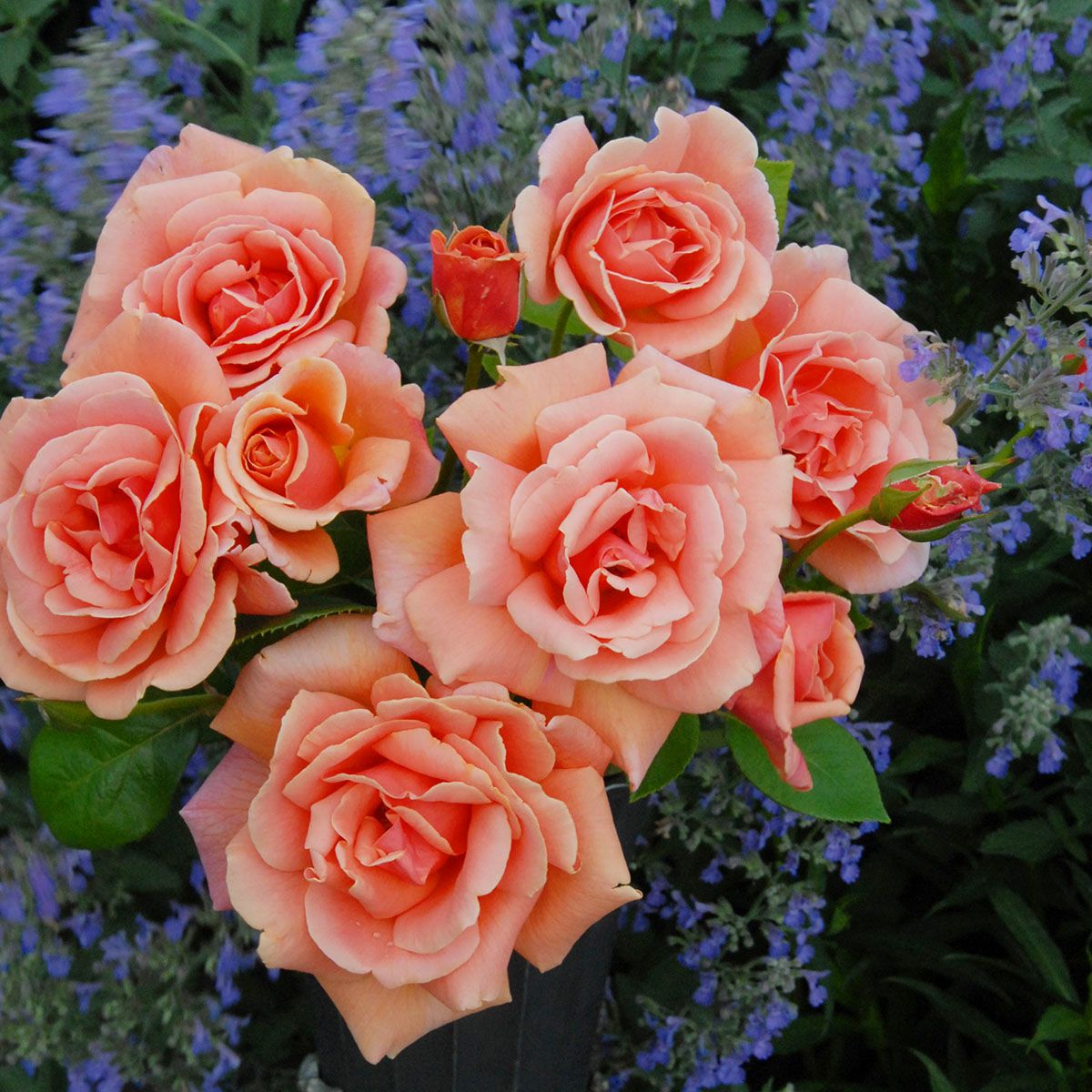 予約苗 バラ苗 【ロイヤルサンセット】 (新苗) つるバラ 四季咲き 中輪