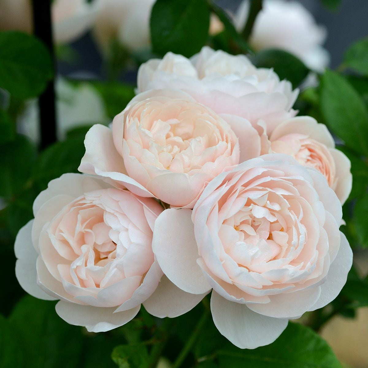 予約苗 バラ苗 【ブリーズ】 (新苗) シュラブ 半つる性 四季咲き 中輪