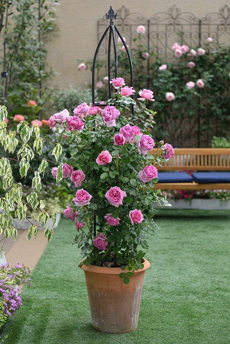 バラ苗ローズポンパドゥール